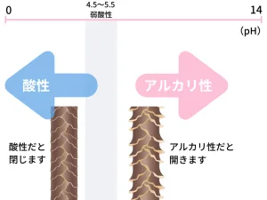 髪ph