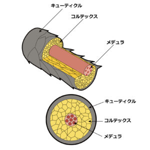 髪1