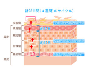 ターンオーバー